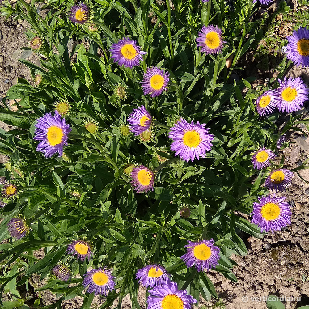 Астра альпийская (Aster alpinus)